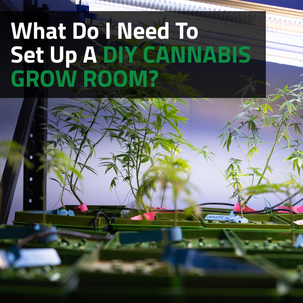 What Do I Need To Set Up A DIY Cannabis Grow Room?