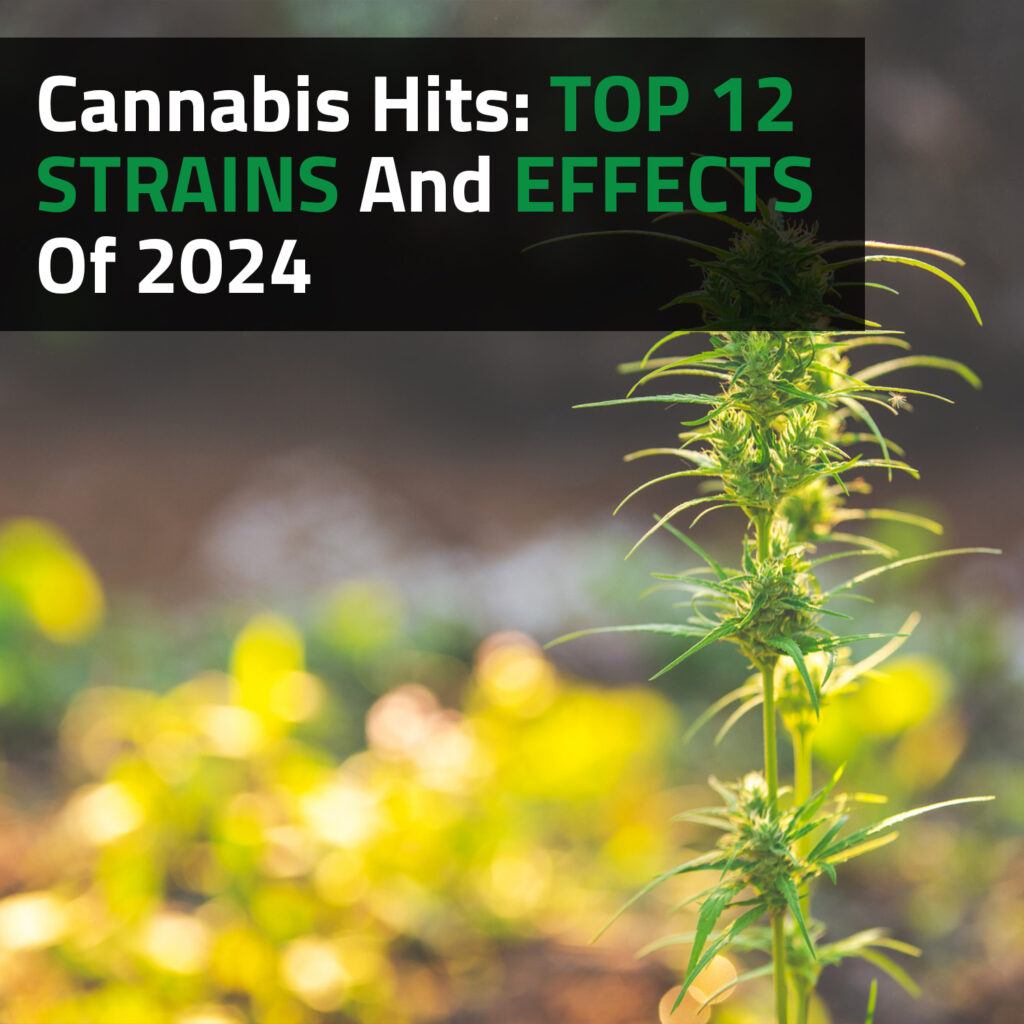 Cannabis Hits: Top 12 Strains And Effects Of 2024