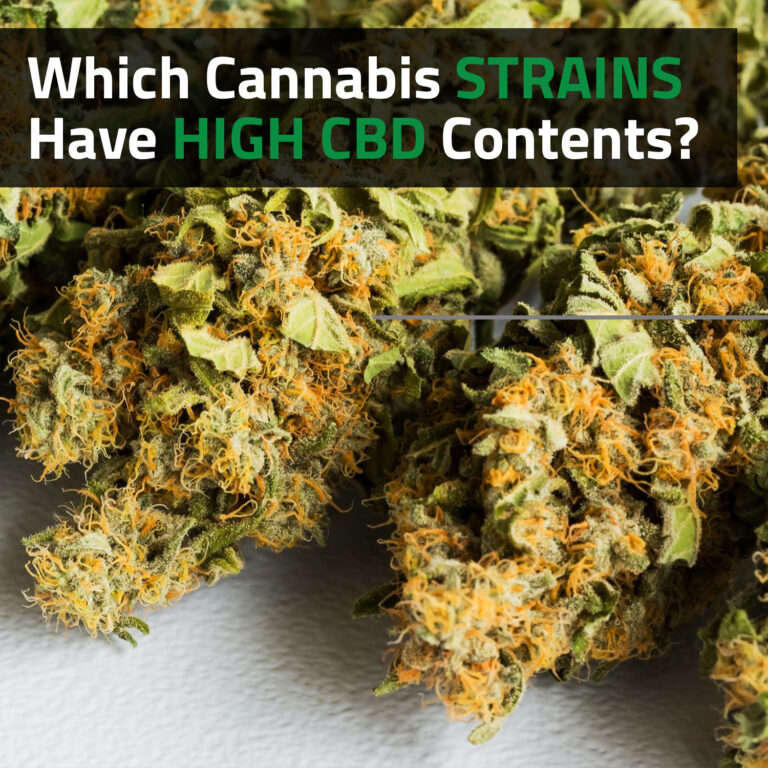 Which Cannabis Strains Have High CBD Contents?