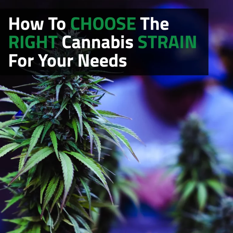 How To Choose The Right Cannabis Strain For Your Needs