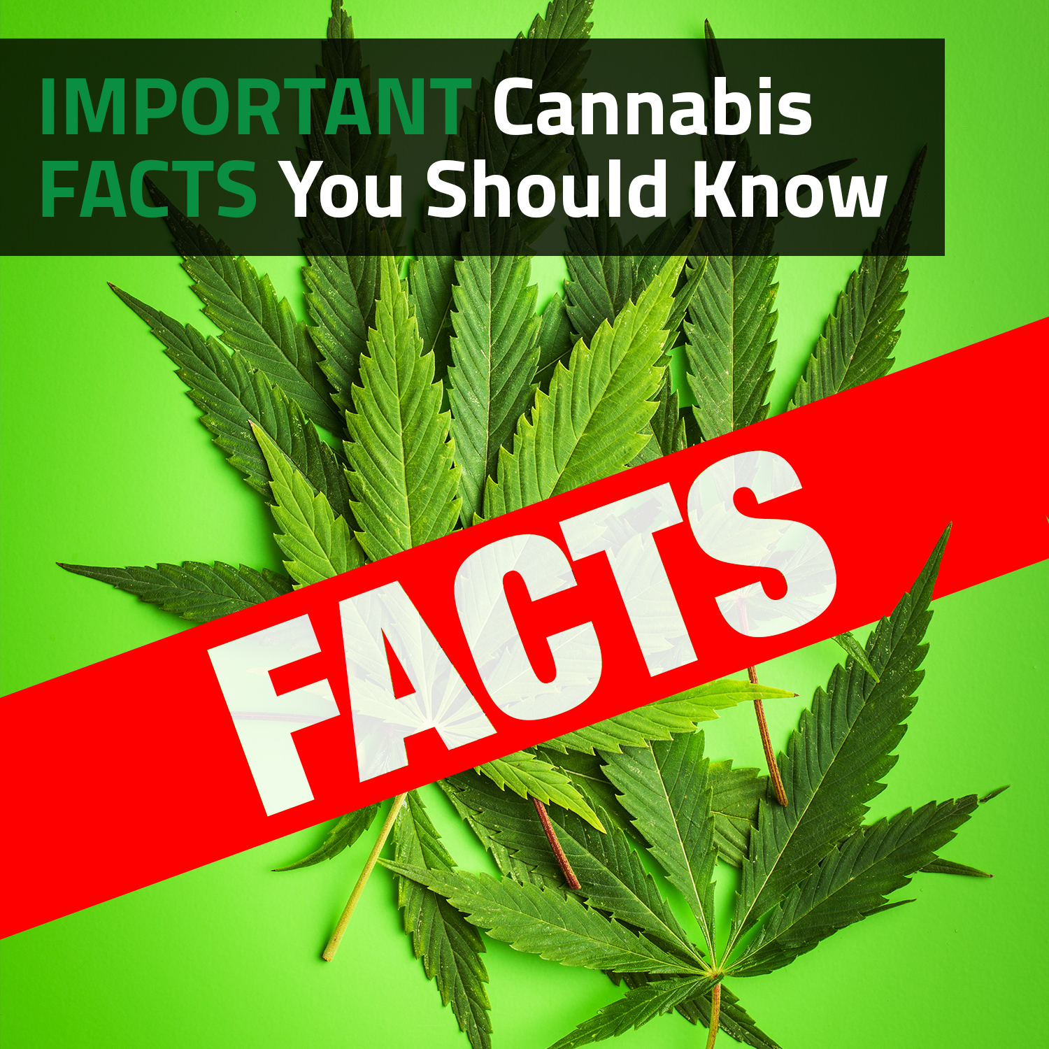 Important Cannabis Facts You Should Know