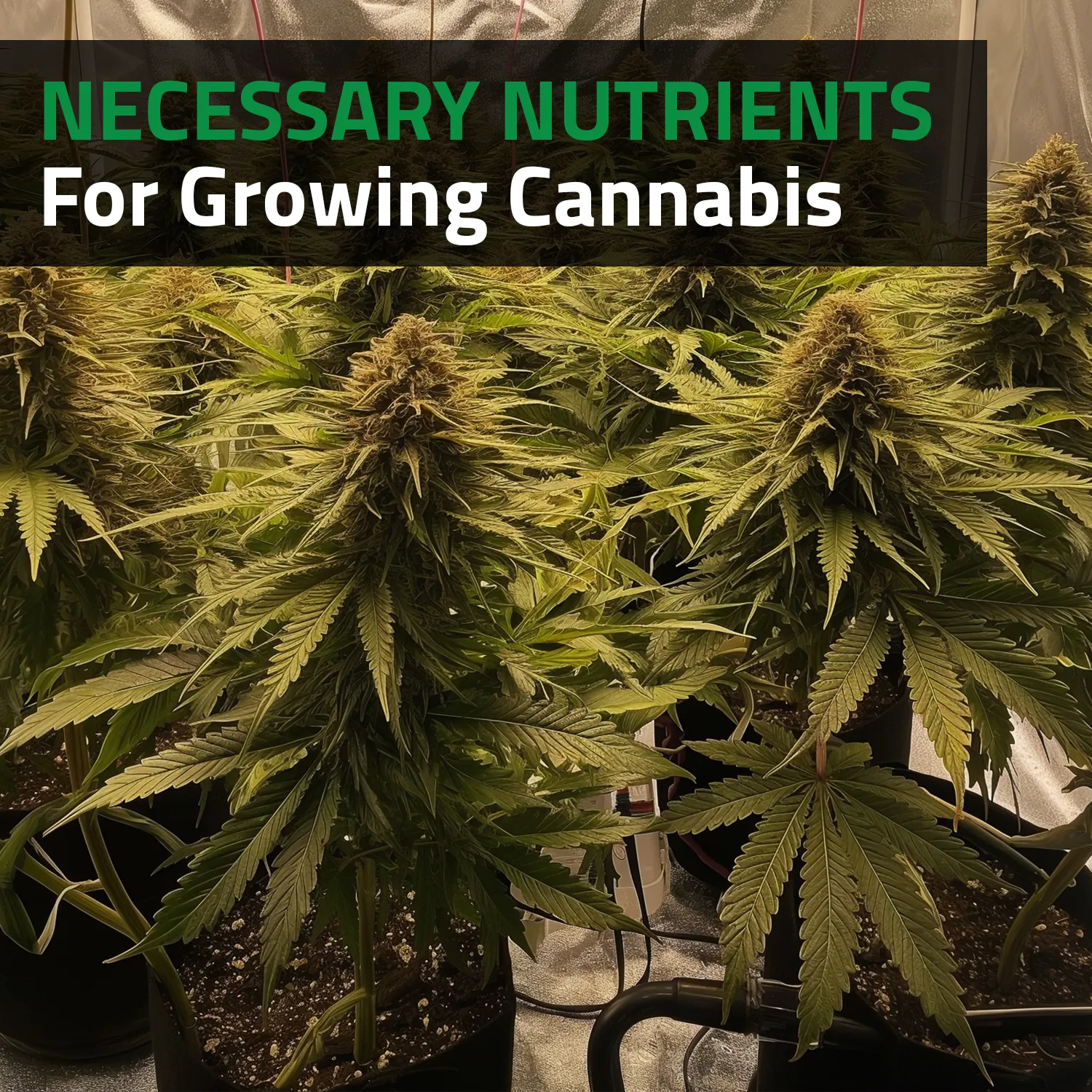 Necessary Nutrients For Growing Cannabis