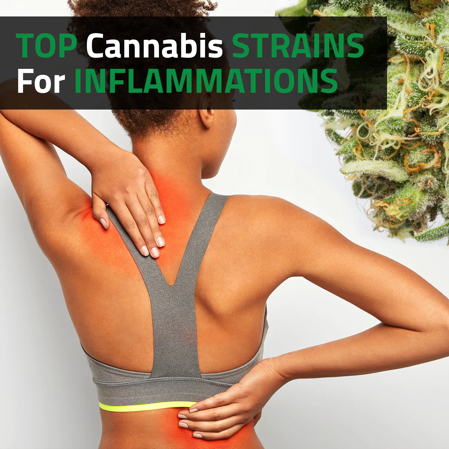 Top Cannabis Strains For Inflammation