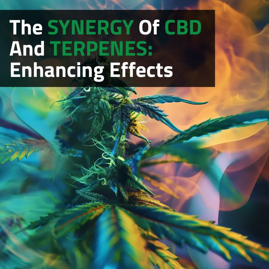 The Synergy Of CBD And Terpenes: Enhancing Effects