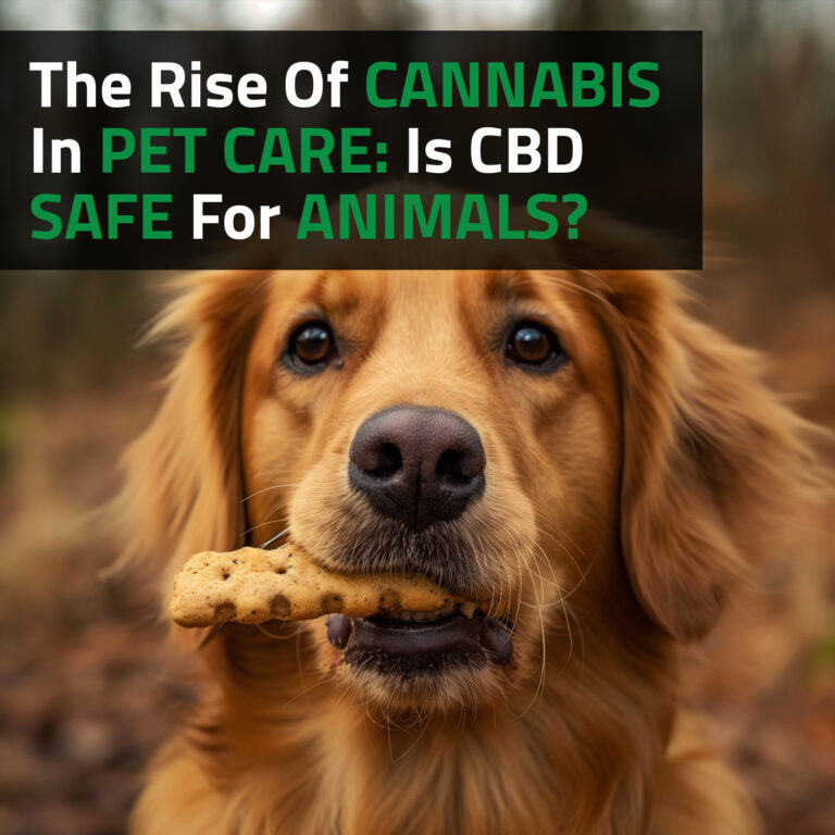 The Rise Of Cannabis In Pet Care: Is CBD Safe For Animals?