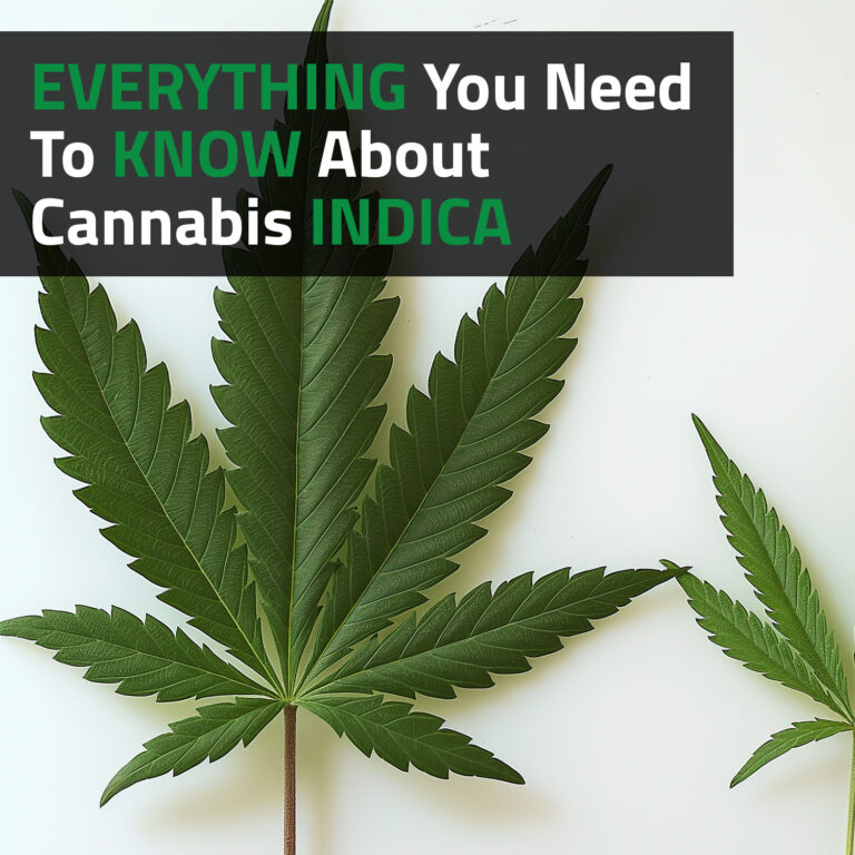 Everything You Need To Know About Cannabis Indica