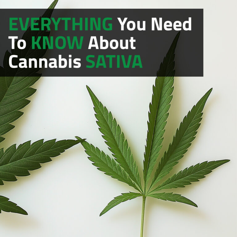 Everything You Need To Know About Cannabis Sativa