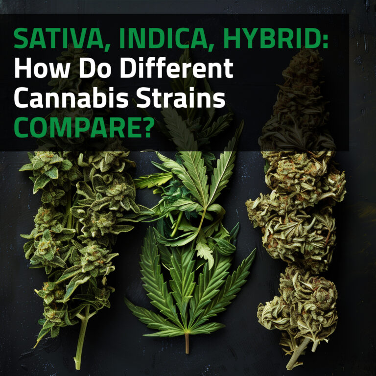 Sativa, Indica, Hybrid: How Do Different Cannabis Strains Compare?