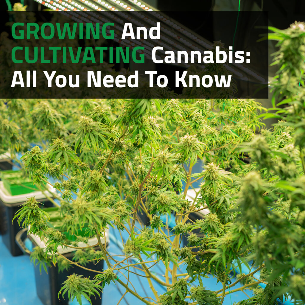 Growing And Cultivating Cannabis: All You Need To Know