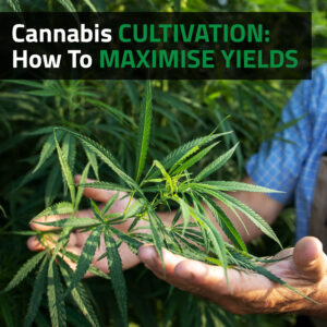 Cannabis Cultivation: How To Maximise Yields