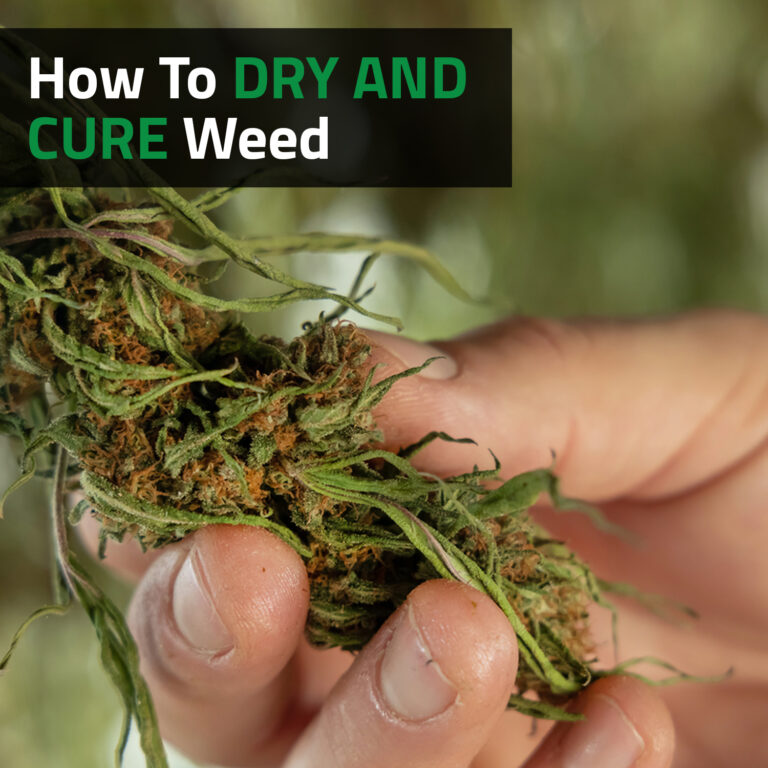 How To Dry And Cure Weed
