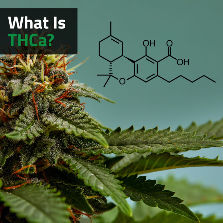 What Is THCa?