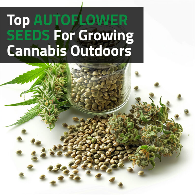 Top Autoflower Seeds For Growing Cannabis Outdoors