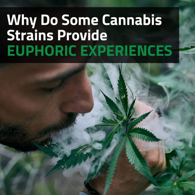 Why Do Some Cannabis Strains Provide Euphoric Experiences?