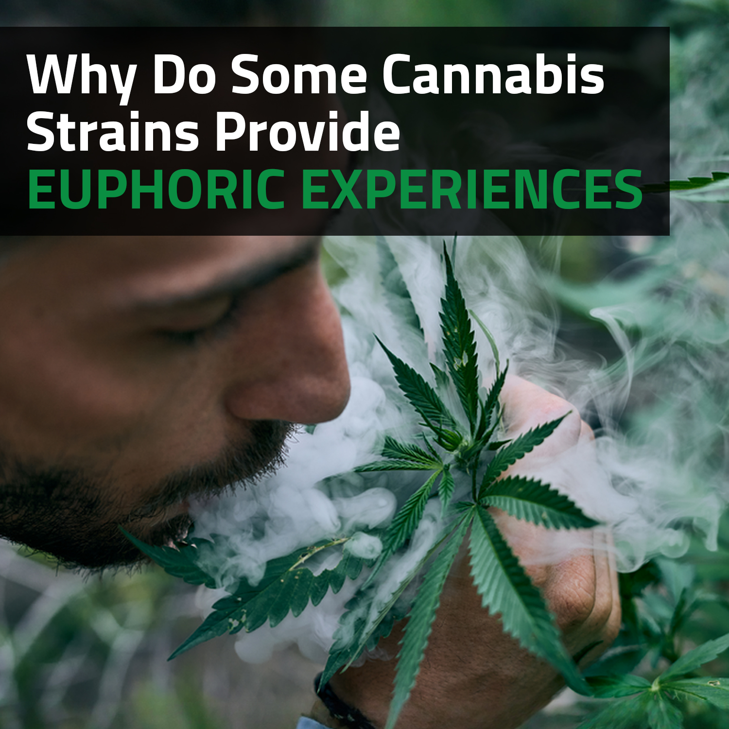 Why Do Some Cannabis Strains Provide Euphoric Experiences?