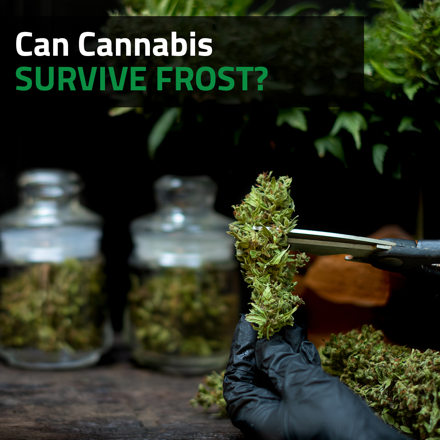 Can Cannabis Survive Frost?