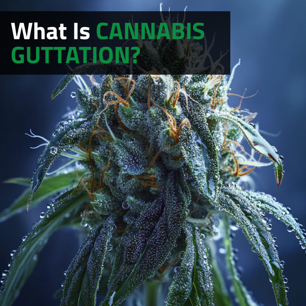 What Is Cannabis Guttation?